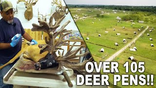 MASSIVE Deer Breeding Operation | Lone Wolf Whitetails | Deer Farming Channel