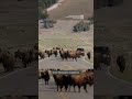 Bison Bottleneck In Yellowstone