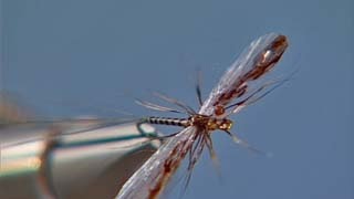 Deer Hair Spinner fly tying video instructions by Shane Stalcup