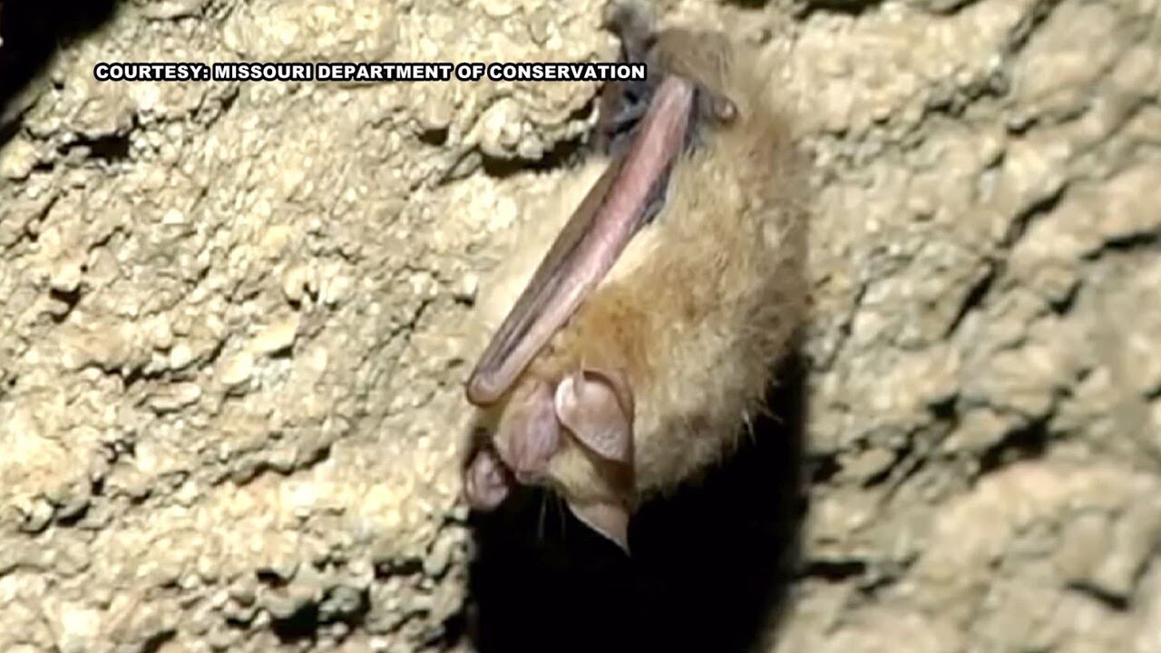 Health department confirms 4 cases of bats with rabies in Greene County in 2023