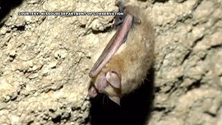 Health department confirms 4 cases of bats with rabies in Greene County in 2023