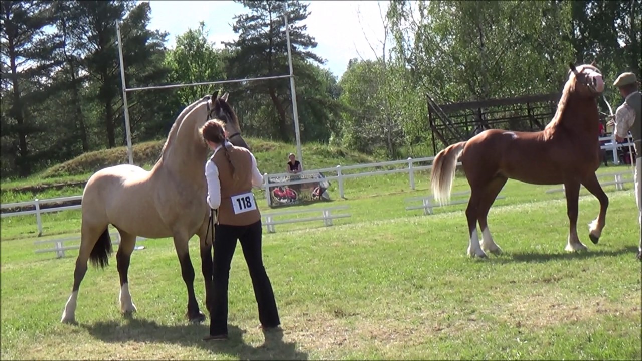 Menai Cardi's Image - WELSH COB