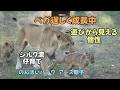 のんほいパーク　 ベガ逞しく成長中　シルク流仔育て 【English Subtitles】Vega Growing Tough Earth-family at Toyohashi Zoo