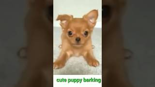 chihuahua  barking#4k#४४kviral#shorts #nicepuppy