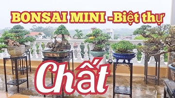 ZBV- CCTL2:Triển lãm HTX Hoa cây Cảnh Long với dàn Bonsai mini tuyệt sắc Thọ an Đan Phượng#bonsai