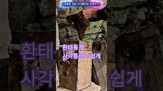 환태통에 든토종벌,사각통으로 쉽게 옮겨주기