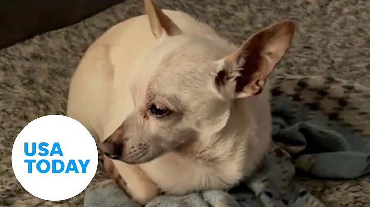 A 21-year-old chihuahua now holds the record for world’s oldest dog | USA TODAY - DayDayNews