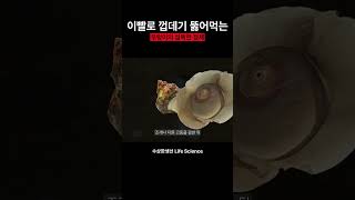 이빨로 껍데기 뚫어먹는 우렁이의 섬뜩한 정체