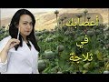 الأفيون ( أبو النوم ) اعصابك في ثلاجه