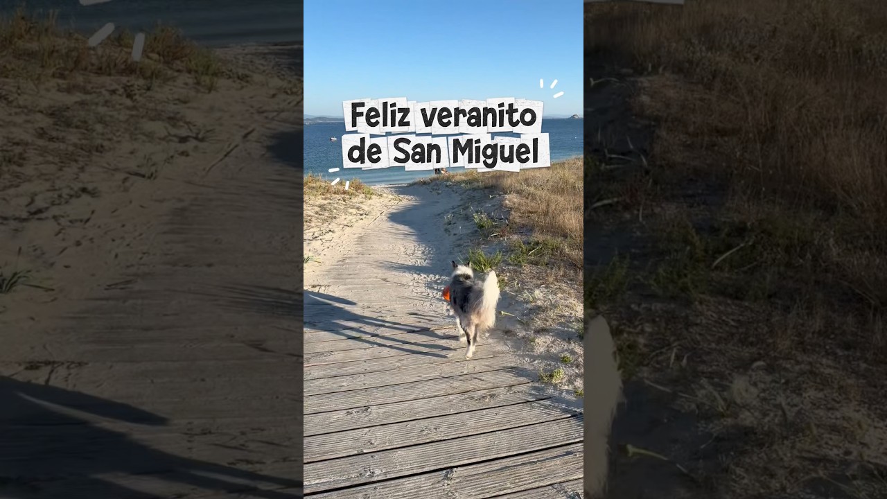 🌊🐶 Manada, septiembre es uno de mis meses favoritos. 😌🐾 #AriBorder
