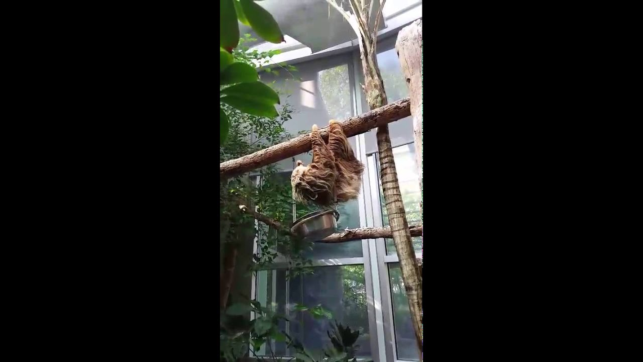 Detroit Zoo Homer the sloth YouTube