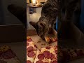 Watch This Cat Successfully Steal a Whole Pizza Slice! 🍕😹
