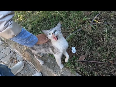 Video Stray cat with beautiful fur constantly meows loudly