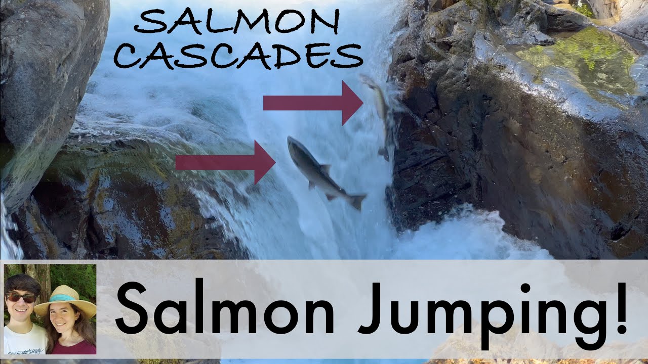 Salmon Cascades Top Spot to Watch the Washington Salmon Run YouTube