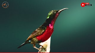 Download lagu Beautiful Bird Sounds | Hummingbird | Breathtaking Nature | Stress Relief & Healing Ambiance