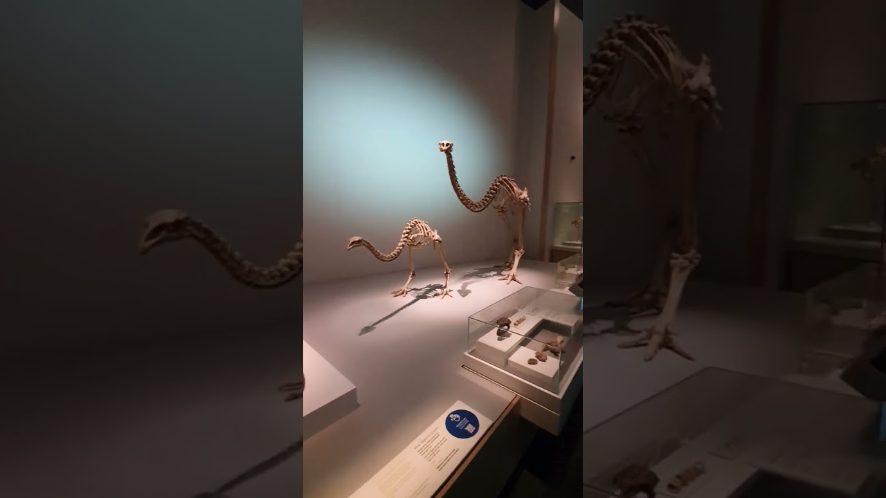 Орел Моа и Хааста