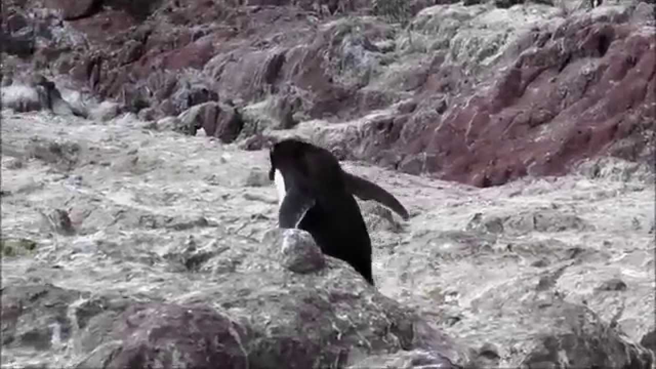 Pingüino penacho amarillo (Eudyptes chrysocome)