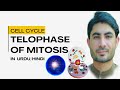 Telophase of mitosis |mitosis in Urdu/Hindi | cell cycle by abdur Rahman official