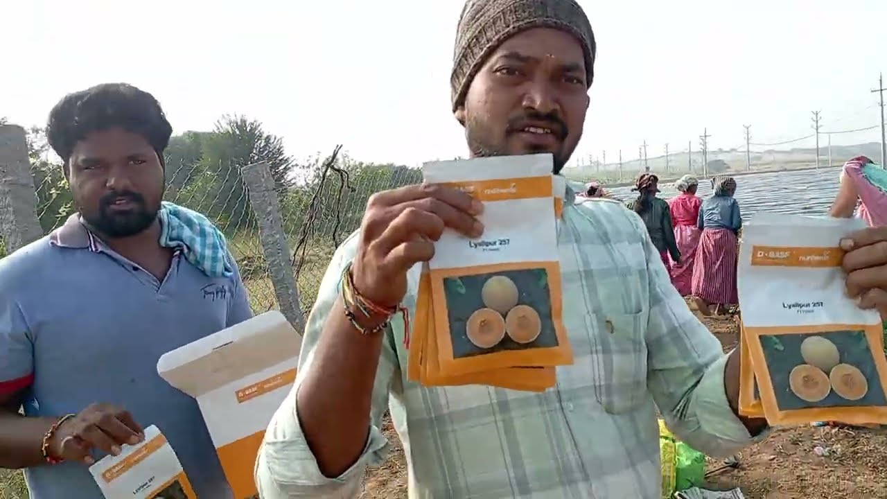 #muskmelon | #banana | అంతర పంటగా #muskmelon ఆదాయంతో #banana ప్రధాన పంటకు పెట్టుబడి | 244