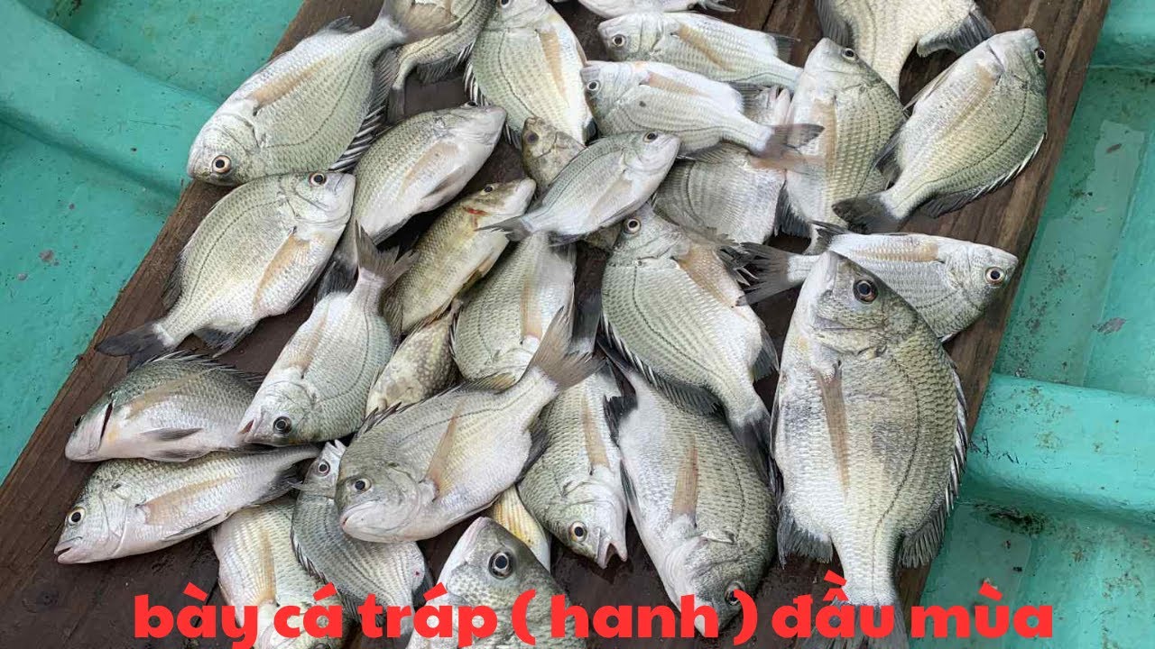 293/ Đụng bày Tráp ( hanh ) đầu mùa . Câu IKADA mồi HÀU .