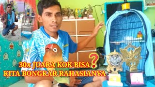 Bongkar Rahasia Rawatan Lovebird 30x Juarasingle Fighter Betina