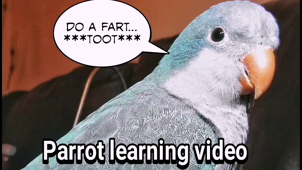Parrot parakeet bird training video ( Do a fart, then a Toot noise