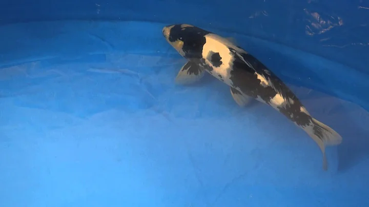 Koi Logic - Ogata Shiro Utsuri 51cm Ref: KL2014-136