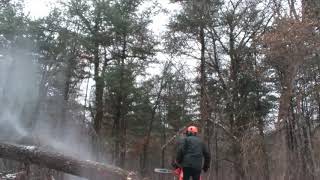 #59 Heavy leaning Oak tree