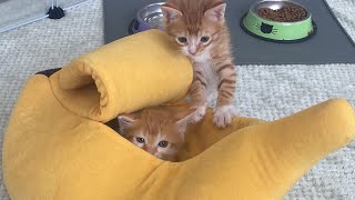 Banana Bed Kittens