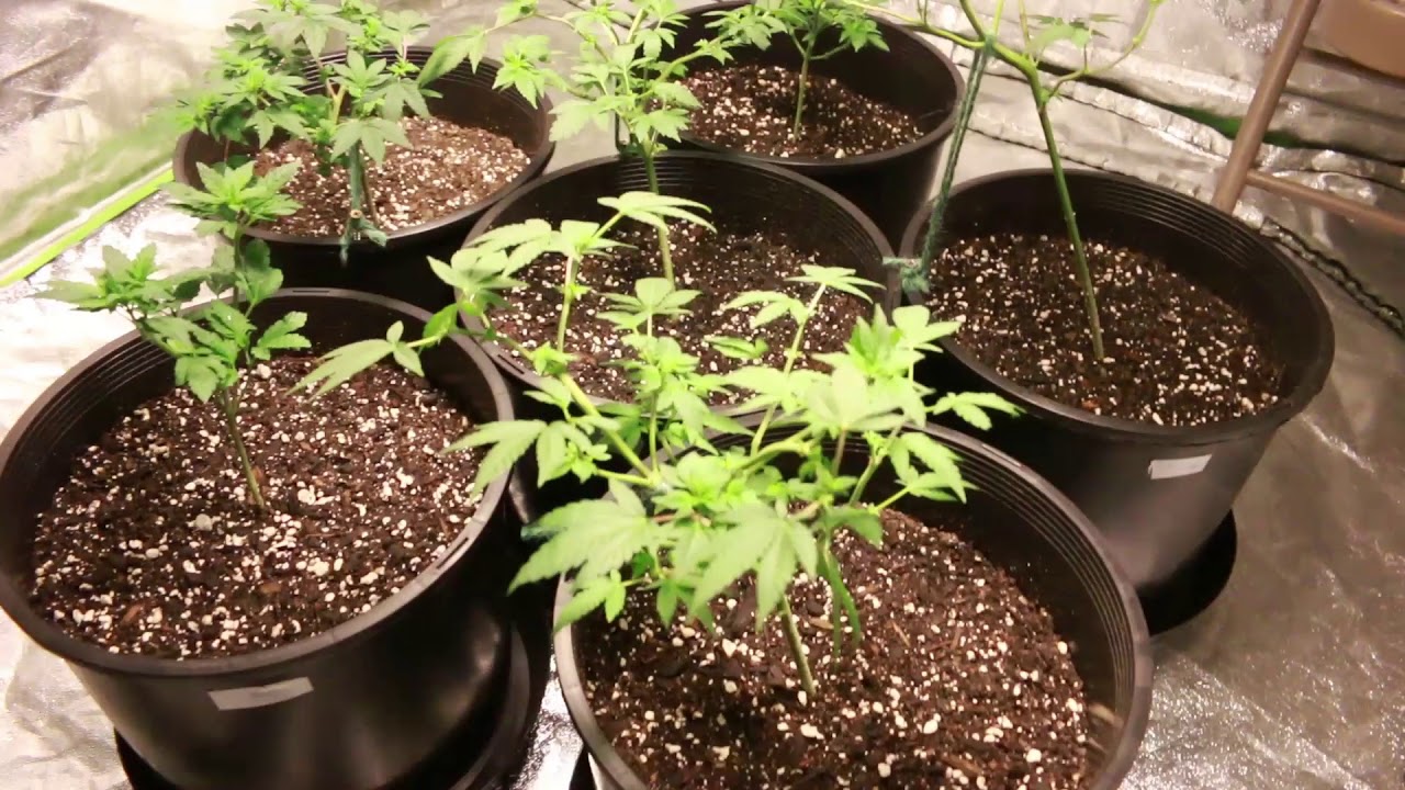 How to Grow Indoor Cannabis // Grow Series.Episode1