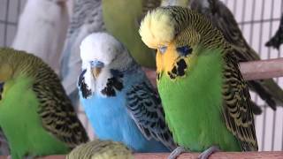 Have you ever wondered what is behind the diversity of colors in
parrots’ feathers? this video abstract, carlos bustamante and his
colleagues tell us how ...