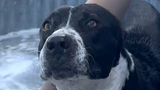 Bullied street dog is so happy to finally have a friend