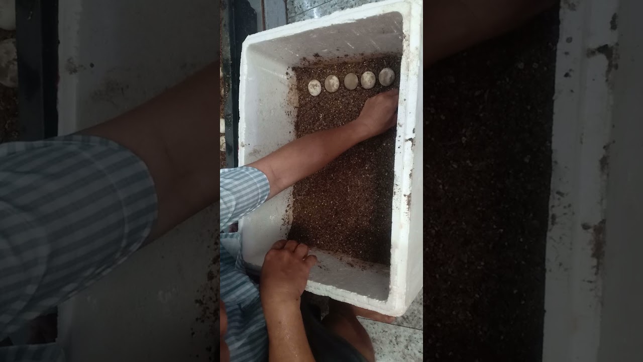 cách ấp trứng rùa bằng thùng shop