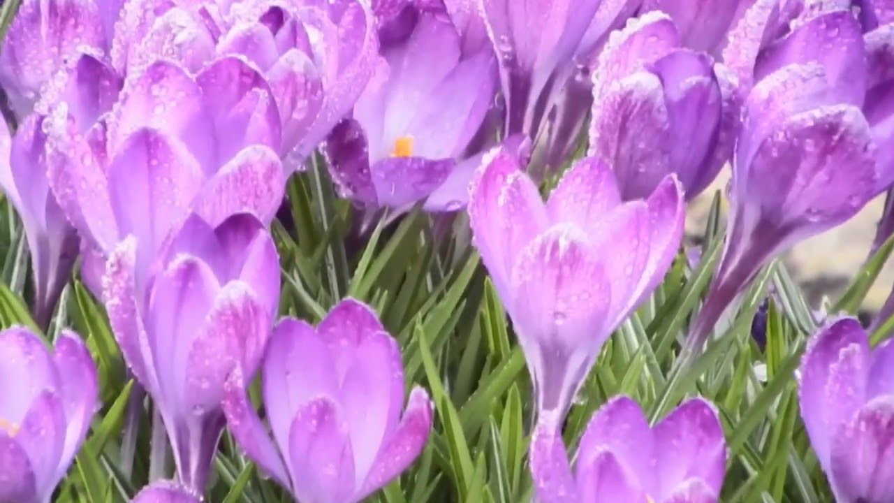 crocus