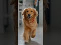 golphy retriever