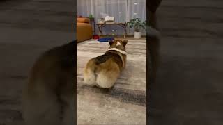 Celebrity What is Caesar doing? Profile