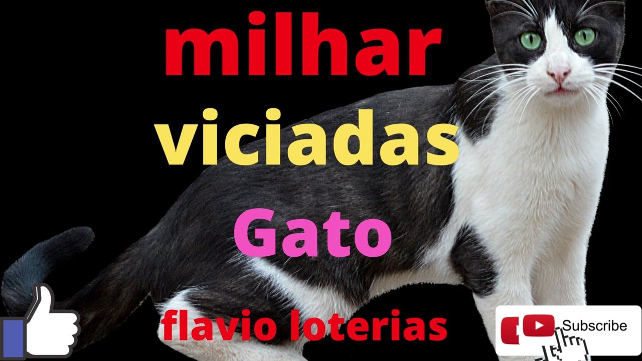 Descubra a milhar do gato que mais sai no jogo do bicho