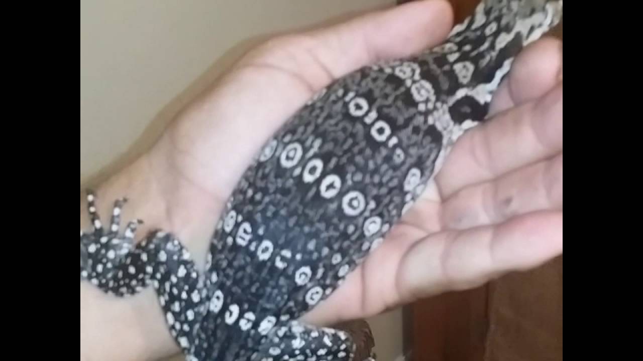 AXANTHIC AND ALBINO WATER MONITORS - YouTube