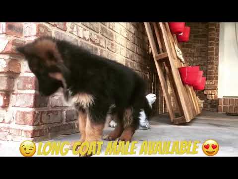 camera iphone 8 plus apk Long Coat German Shepherd Male Puppy