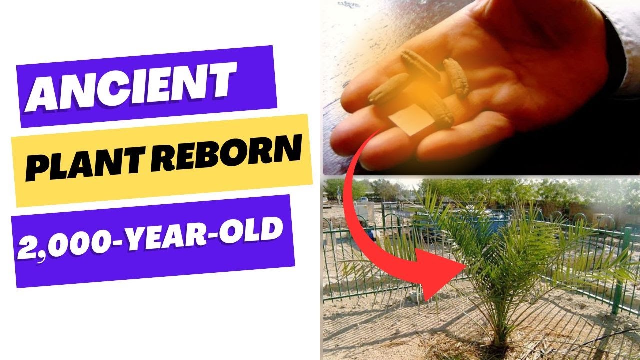 The 2,000-Year-Old Seed That Came Back to Life!