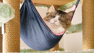 Boss Cat chillin' in a hammock