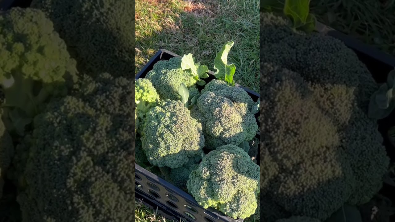 Overwintered broccoli - what happened? 