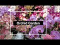 Orchid Garden Showcase | Orchid, Plant and Flower Arrangements