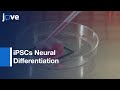 iPSCs Neural Differentiation for Measuring Network Activity | Protocol Preview