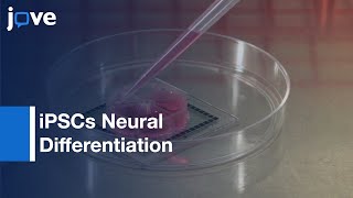 iPSCs Neural Differentiation for Measuring Network Activity | Protocol Preview