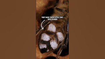 How the bees make wax