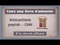 74  interactions peptide  molcule du cmh