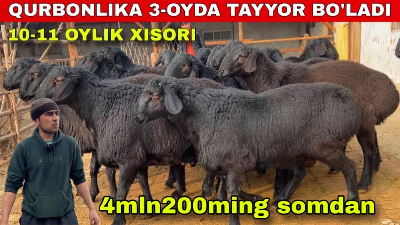 4 mln 200 dan Tojik Sort Yirik Hisori Qochqorlar Keldi!