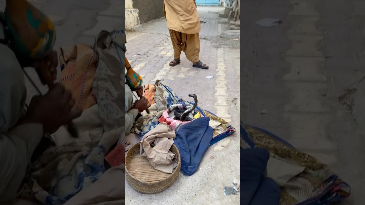 #BlackCobraConvervation