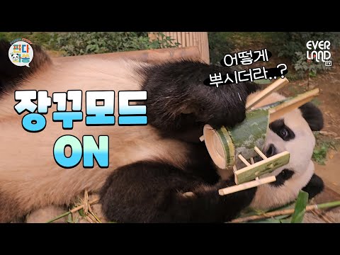 <strong>왕년에</strong> 그네 좀 타던 푸장꾸❤️ 쌍둥이  육아만렙스킬 아이바오까지│#판다와쏭 #푸바오 #아기판다